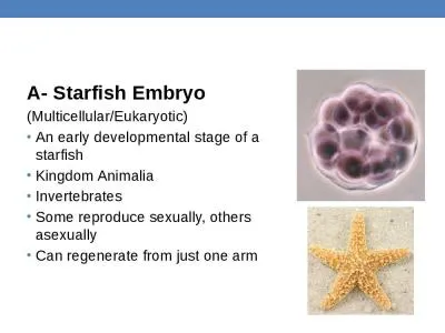 A- Starfish Embryo (Multicellular/Eukaryotic)