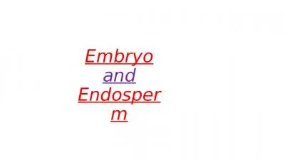 Embryo   and   Endosper m