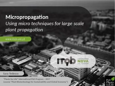 Micropropagation