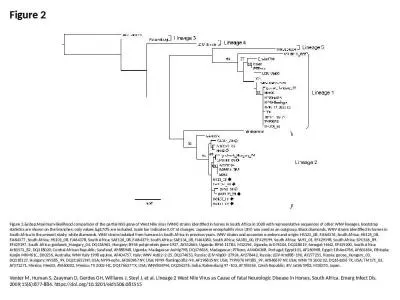 Figure 2 Figure 2.&nbsp;Maximum-likelihood comparison of the partial NS5 gene of West Nile viru