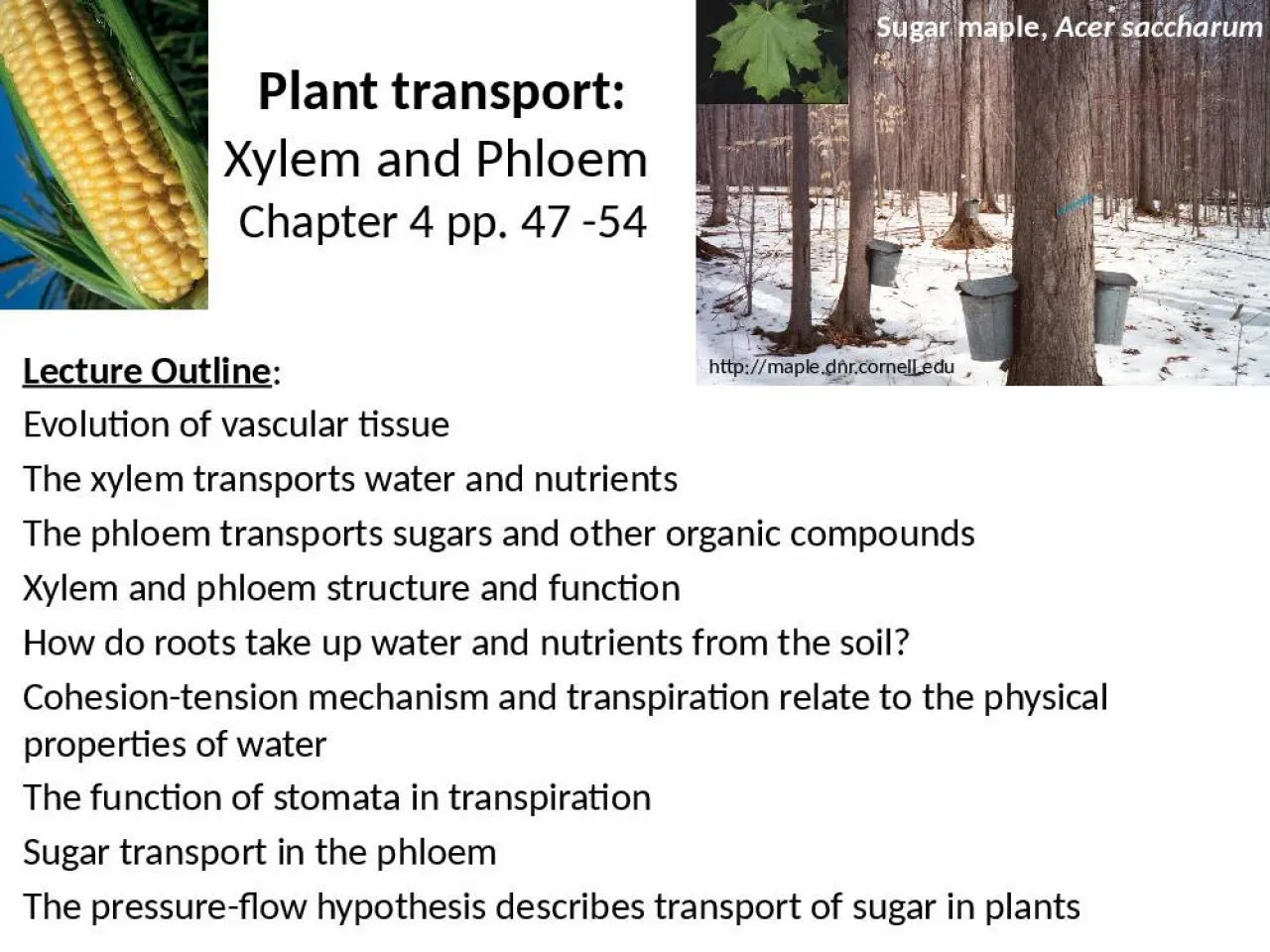 PPT-Plant transport: Xylem and Phloem