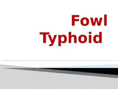 Fowl Typhoid  Fowl Typhoid is a