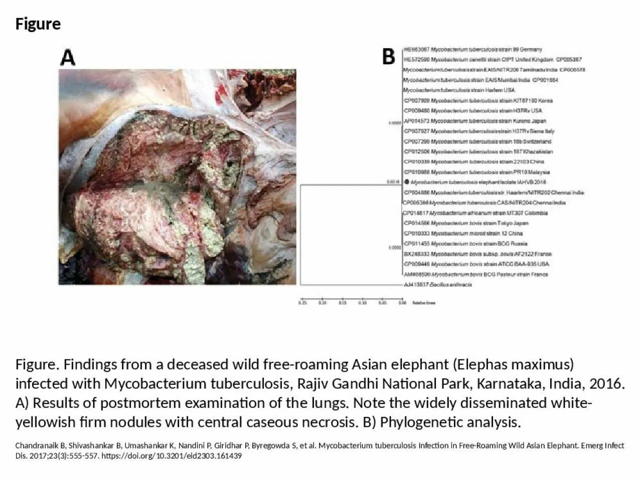 PPT-Figure Figure. Findings from a deceased wild free-roaming Asian elephant (Elephas maximus)