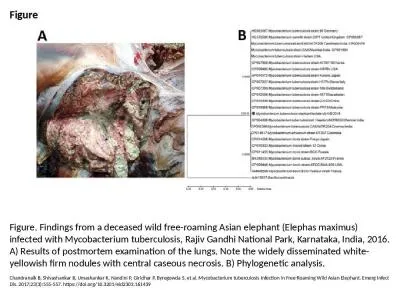 Figure Figure. Findings from a deceased wild free-roaming Asian elephant (Elephas maximus) infected