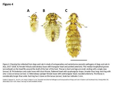 Figure 4 Figure 4. Chewing lice collected from dogs and cats in study of ectoparasites