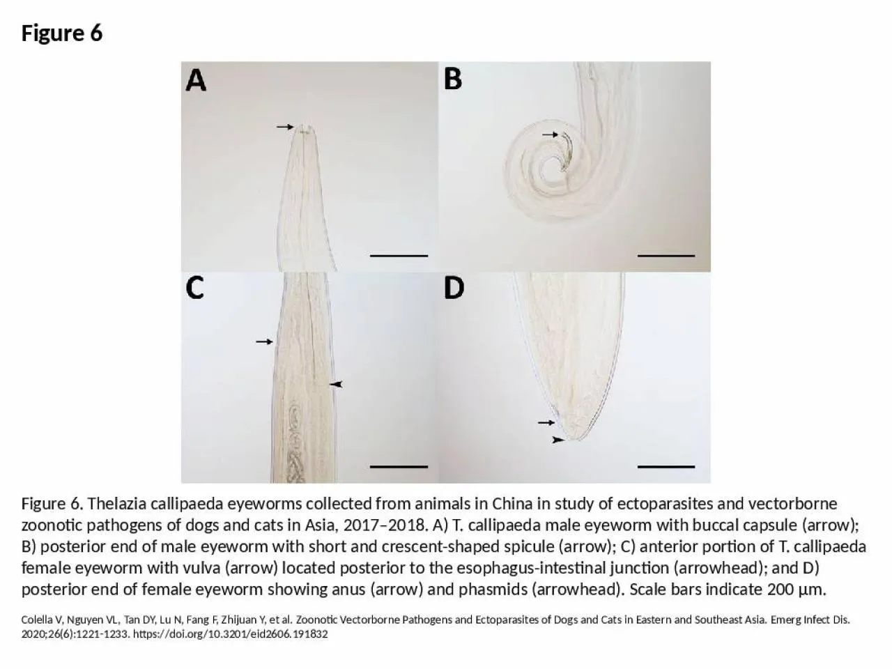 PPT-Figure 6 Figure 6. Thelazia callipaeda eyeworms collected from animals in China in study