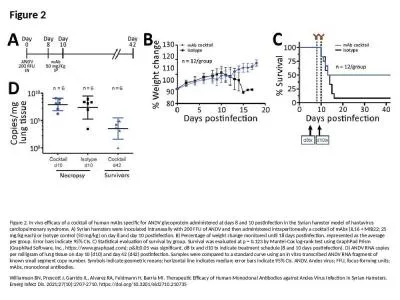 Figure 2 Figure 2. In vivo efficacy of a cocktail of human mAbs specific for ANDV glycoprotein