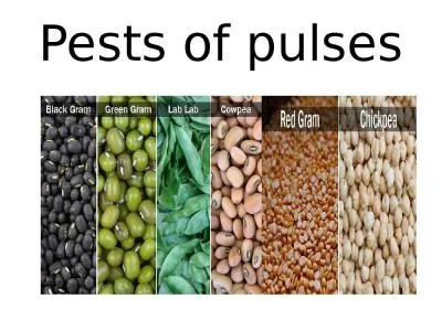 Pests of pulses GRAM   CATERPILLAR