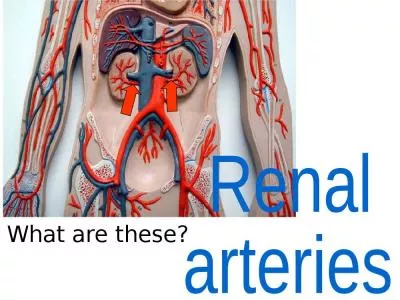 What are these? Renal arteries