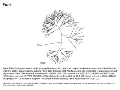 Figure Figure.&nbsp;Phylogenetic tree of partial virus capsid protein 1 (VP1) amino acid sequen