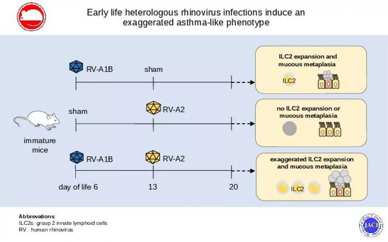 PPT-Early life heterologous rhinovirus infections induce an exaggerated asthma-like phenotype