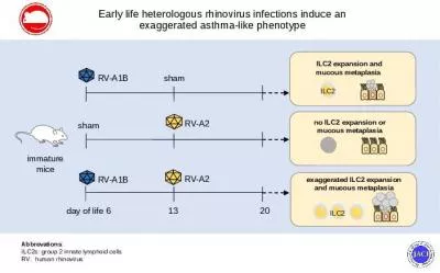 Early life heterologous rhinovirus infections induce an exaggerated asthma-like phenotype