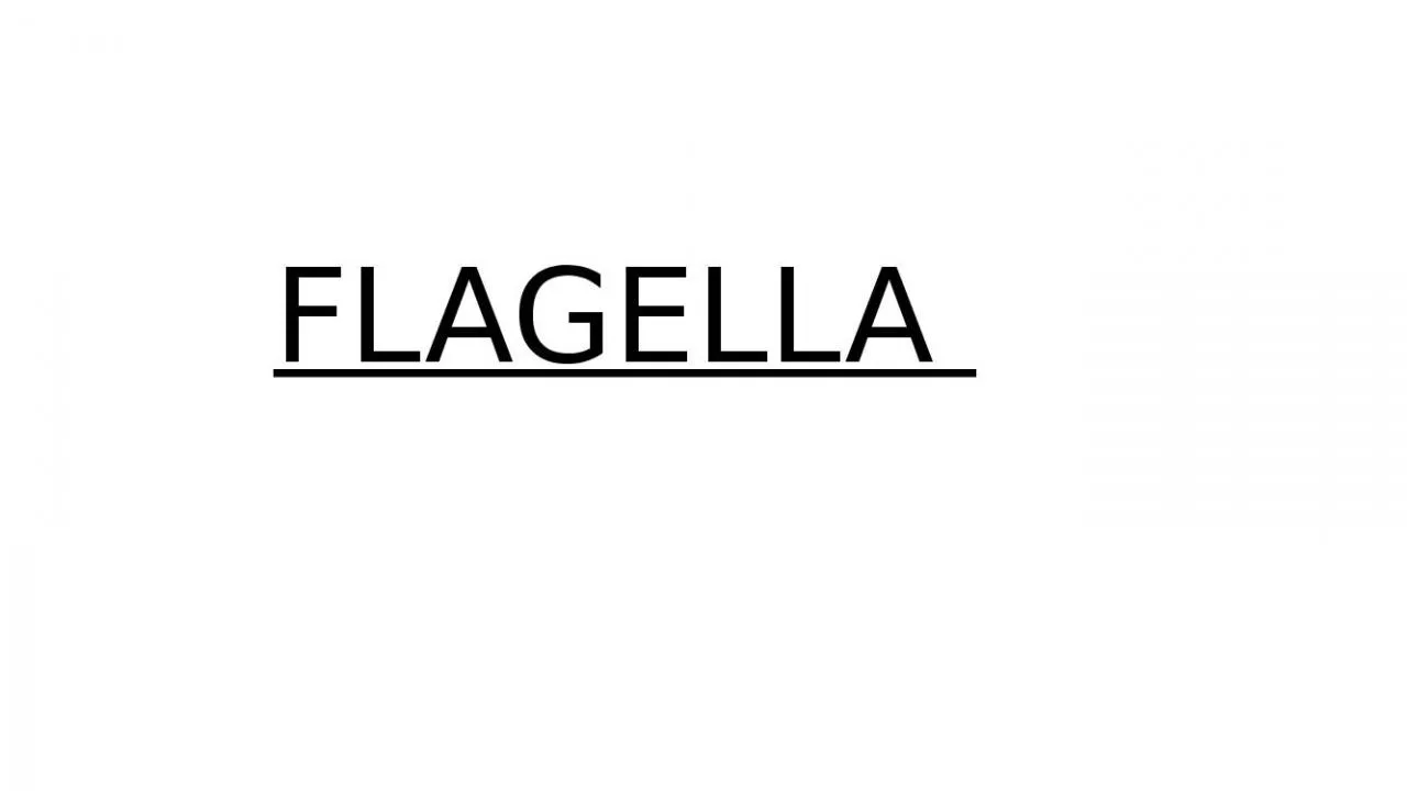 PPT-FLAGELLA Bacterial flagella are long, thin appendages free at one end and attached to