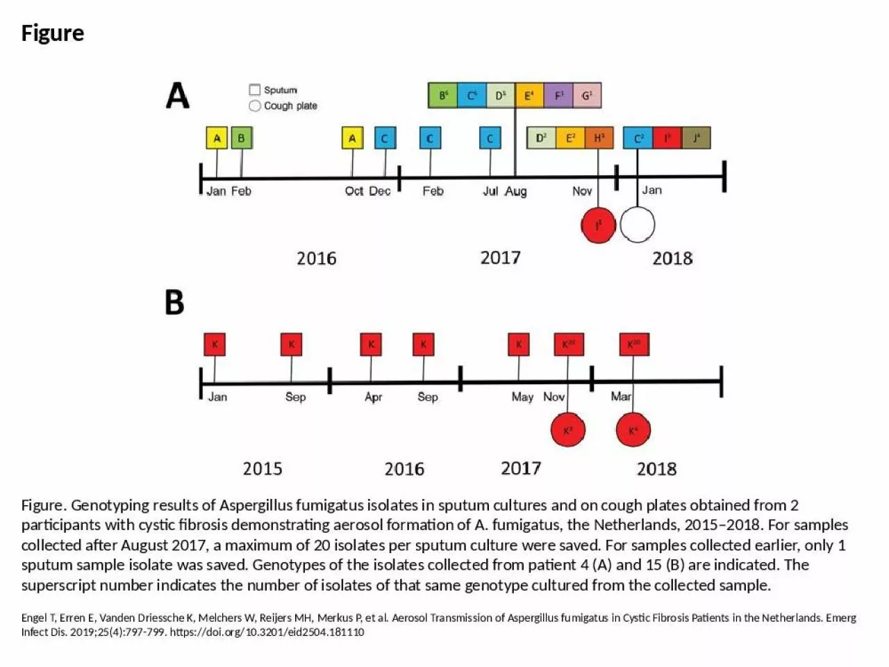 PPT-Figure Figure. Genotyping results of Aspergillus fumigatus isolates in sputum cultures