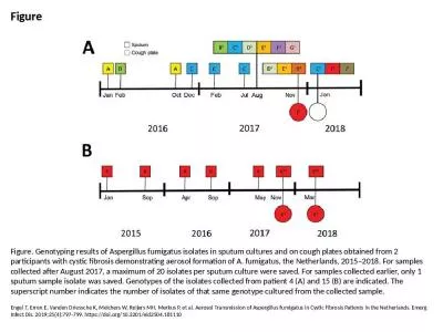 Figure Figure. Genotyping results of Aspergillus fumigatus isolates in sputum cultures