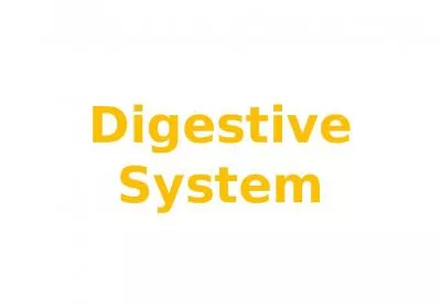 Digestive System Vocabulary Display