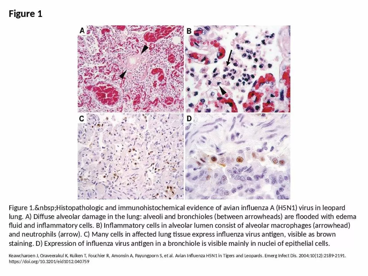 PPT-Figure 1 Figure 1.&nbsp;Histopathologic and immunohistochemical evidence of avian