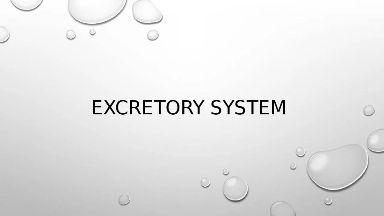 PPT-EXCRETORY SYSTEM The  excretory system