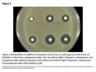 Figure 2 Figure 2.&nbsp;Effect of addition of clavulanic acid (10 μL of 1,000 μg/mL)