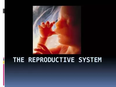 The Reproductive system Vocabulary