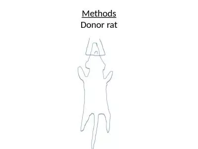 Methods Donor rat Inferior  epigastric Vein