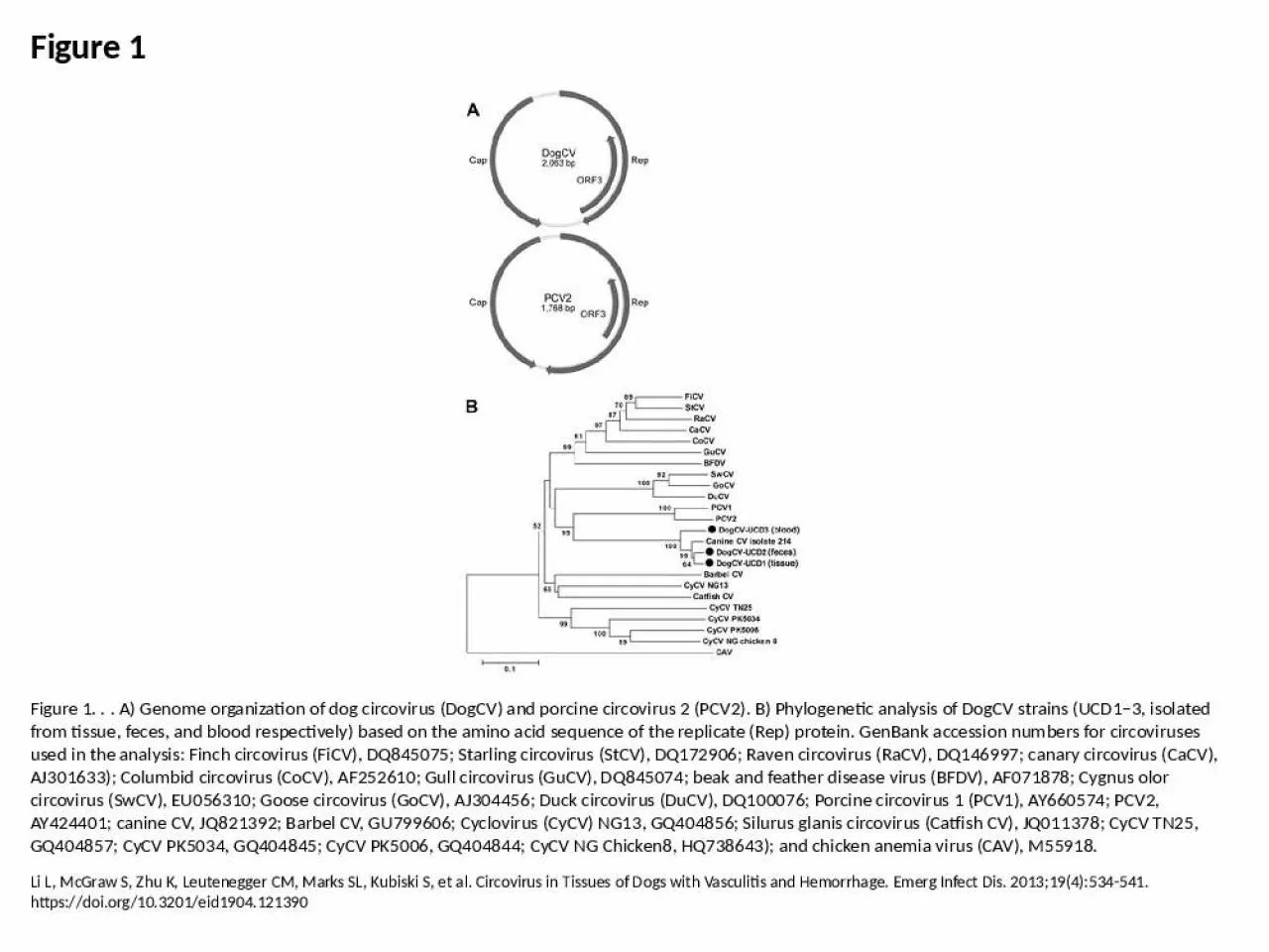 PPT-Figure 1 Figure 1. . . A) Genome organization of dog circovirus (DogCV) and porcine circovirus