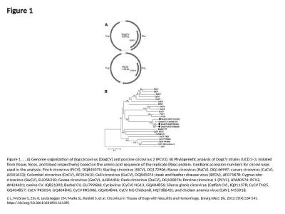 Figure 1 Figure 1. . . A) Genome organization of dog circovirus (DogCV) and porcine circovirus