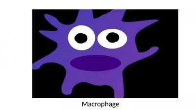 Macrophage Innate Immune system