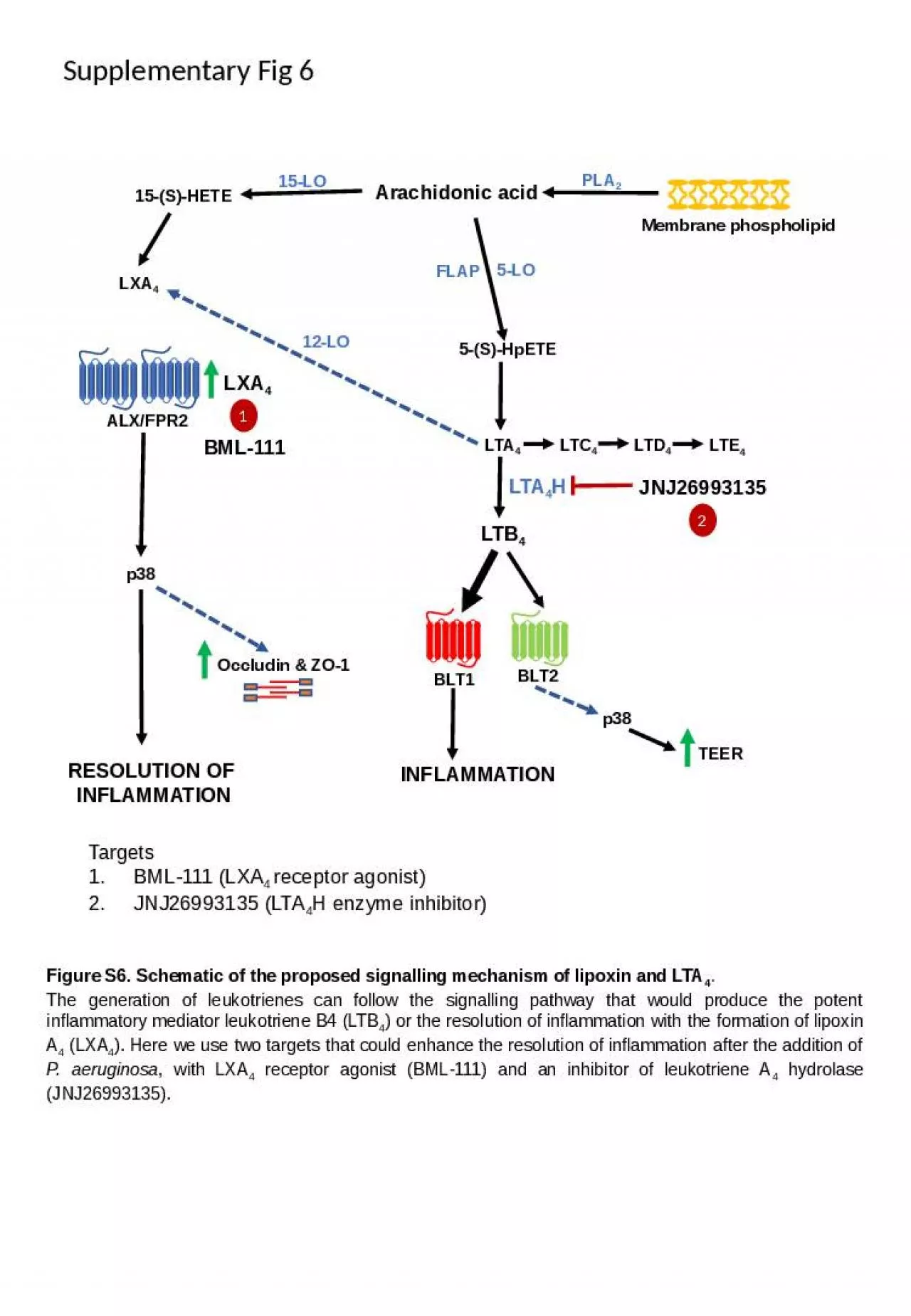 PPT-Arachidonic acid Membrane phospholipid