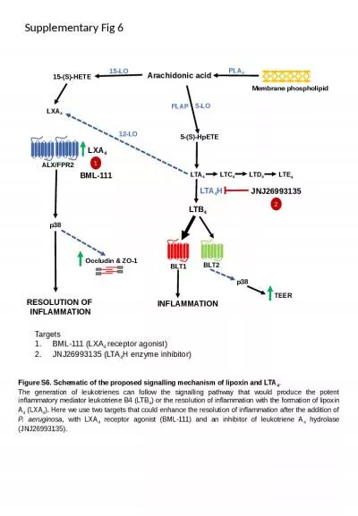 Arachidonic acid Membrane phospholipid