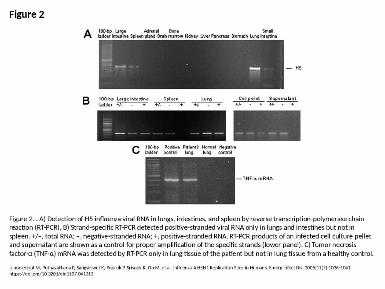 PPT-Figure 2 Figure 2. . A) Detection of H5 influenza viral RNA in lungs, intestines, and