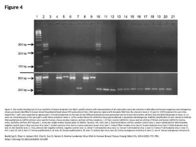 Figure 4 Figure 4. Test results showing lack of cross-reactivity of bovine leukemia virus