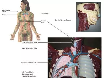 Left  S ubclavian  Vein Right