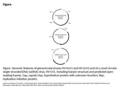 Figure Figure. Genomic features of gemycircularviruses HV-GcV1 and HV-GcV2 and of a novel