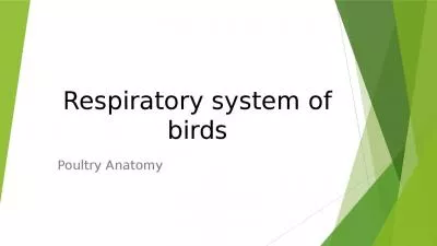 Respiratory system of birds