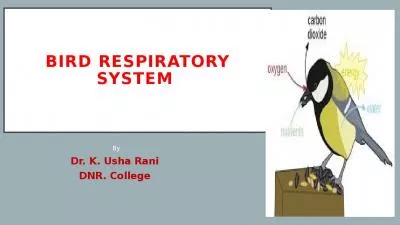 Bird respiratory system