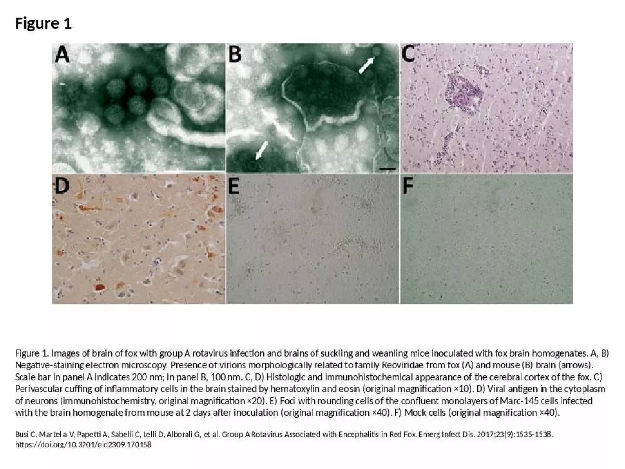 PPT-Figure 1 Figure 1. Images of brain of fox with group A rotavirus infection and brains