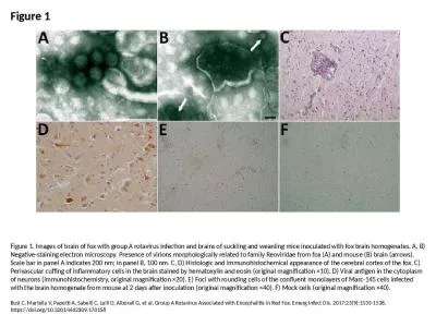 Figure 1 Figure 1. Images of brain of fox with group A rotavirus infection and brains