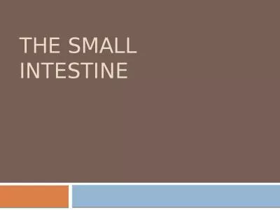 The small intestine ANATOMY OF THE SMALL