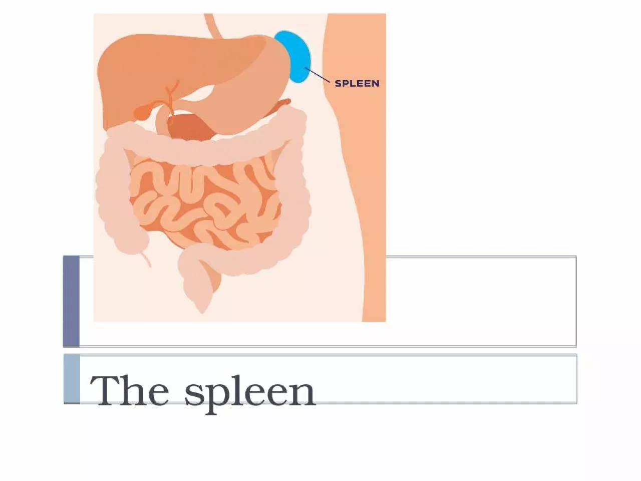 PPT-The spleen The weight of the normal adult spleen is 75–250g and it