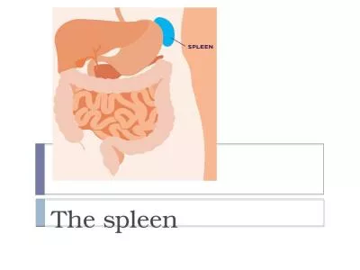 The spleen The weight of the normal adult spleen is 75–250g and it