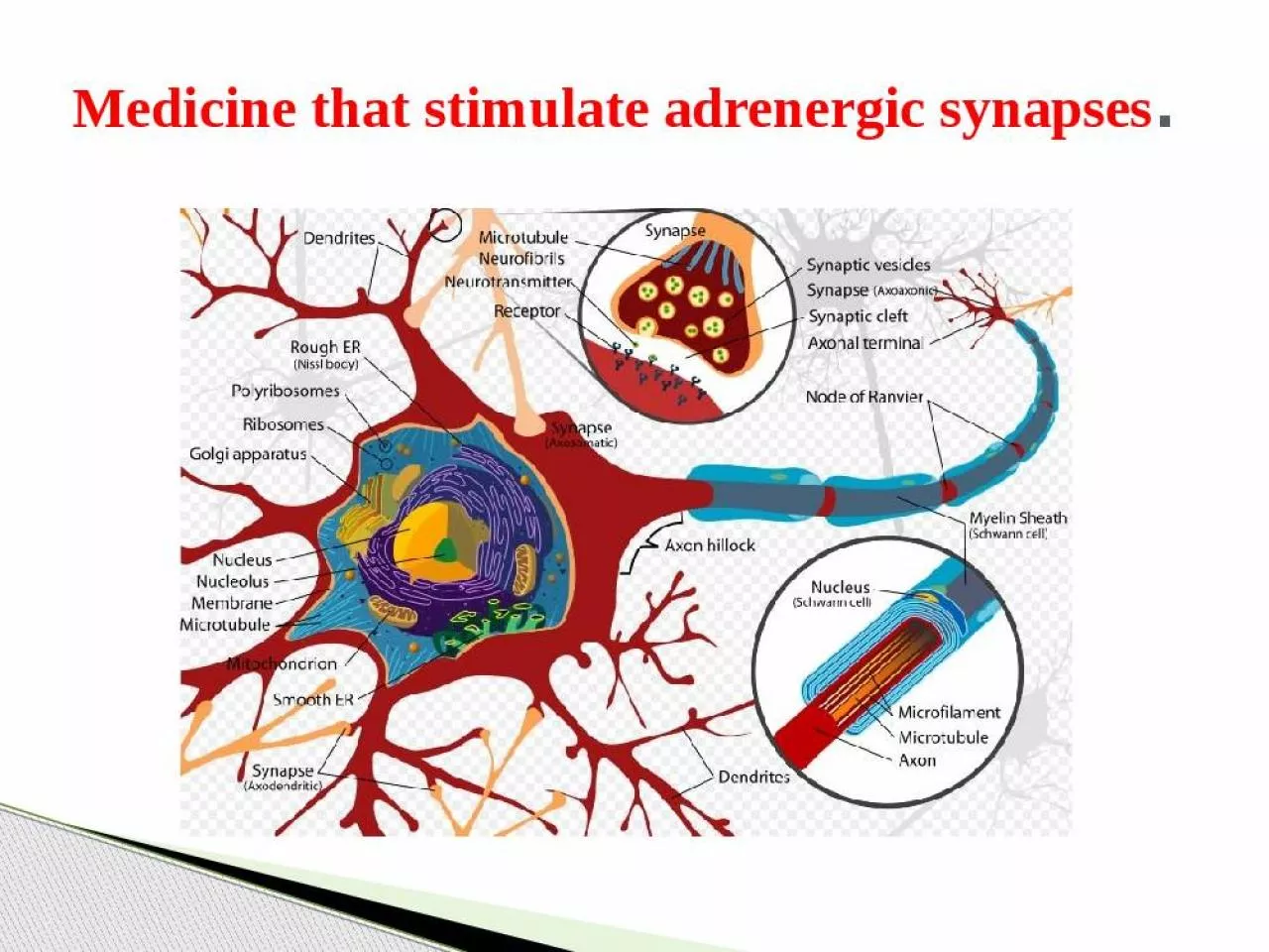 PPT-Medicine that stimulate adrenergic synapses