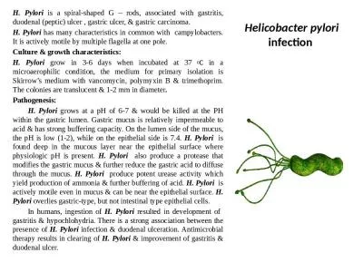 Helicobacter Pylori Pylori Culture Pylori