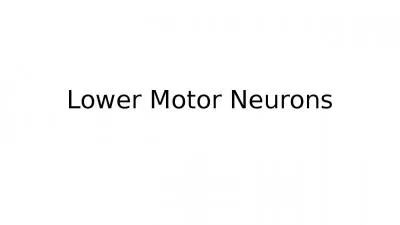 Lower Motor Neurons