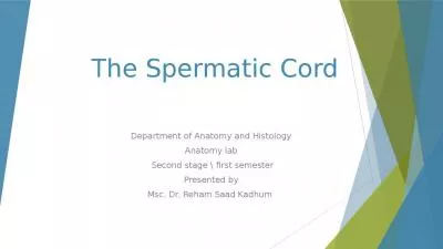 The Spermatic Cord