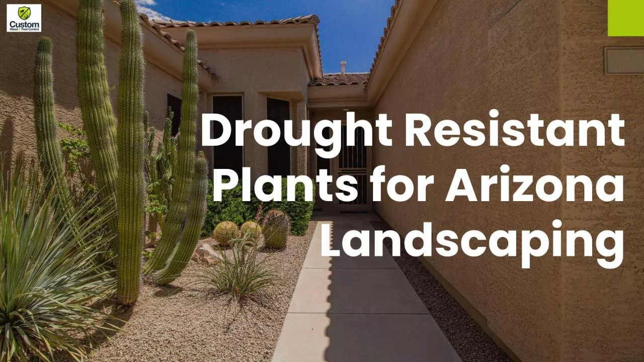 PDF-Drought Resistant Plants for Arizona Landscaping