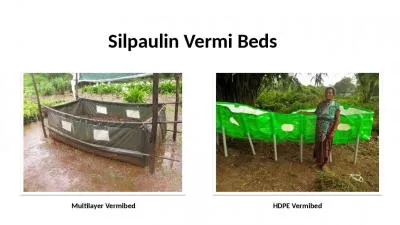 SILPAULIN VERMIBED