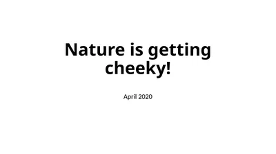 Nature is getting cheeky! April 2020 Nature is