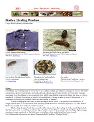 Beetles Infesting Woolens