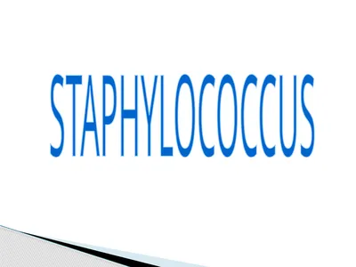 STAPHYLOCOCCUS Staphylococci are : -Gram positive